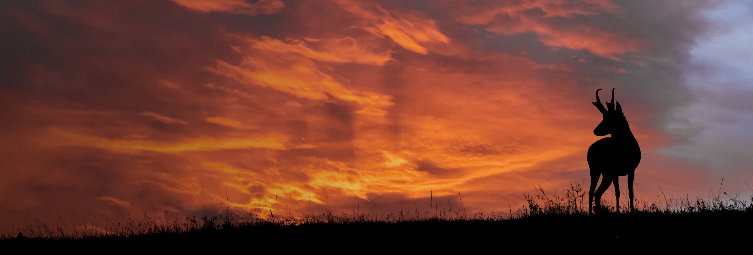 Pronghorn standing in sunset