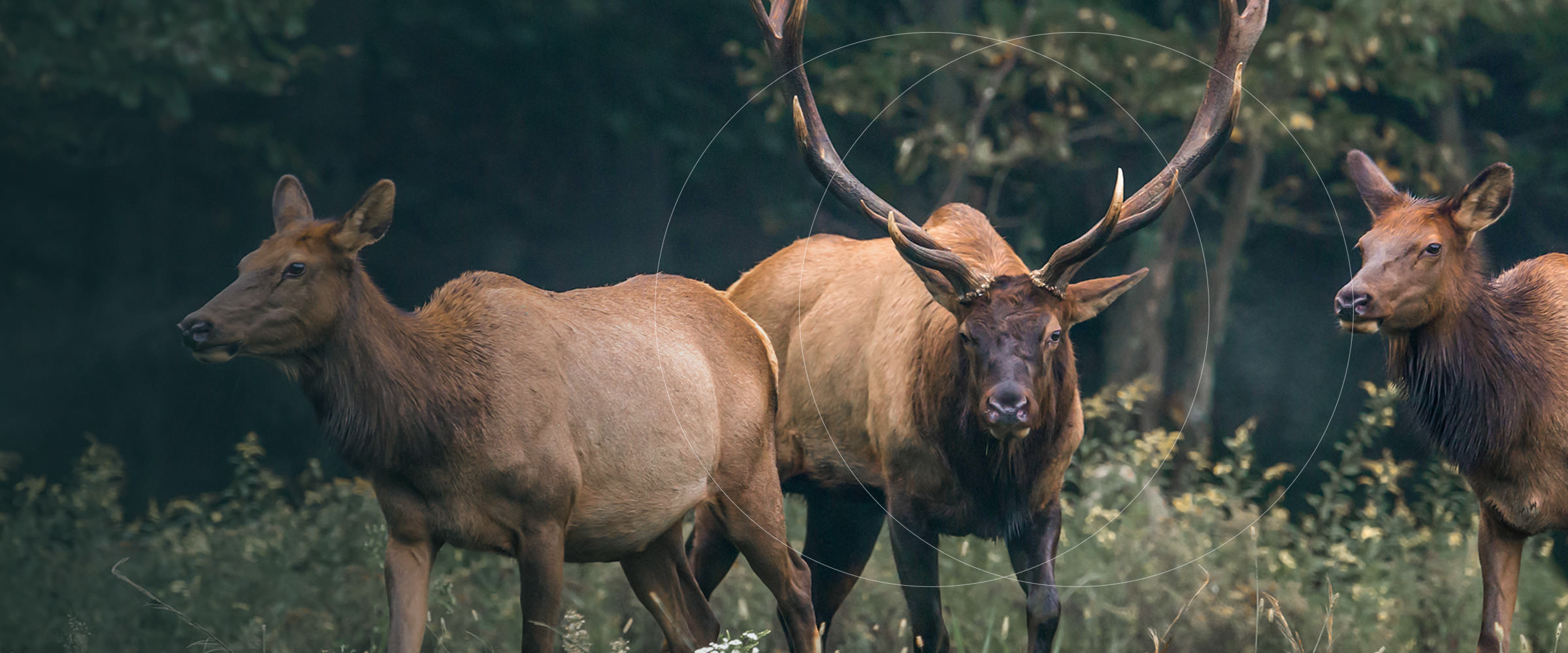 Bull elk and two cow elk