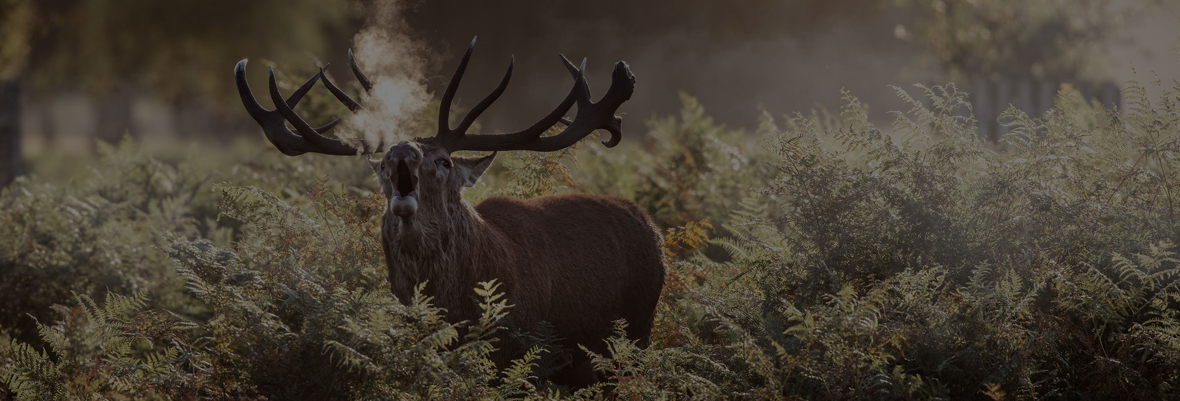 Elk bugling