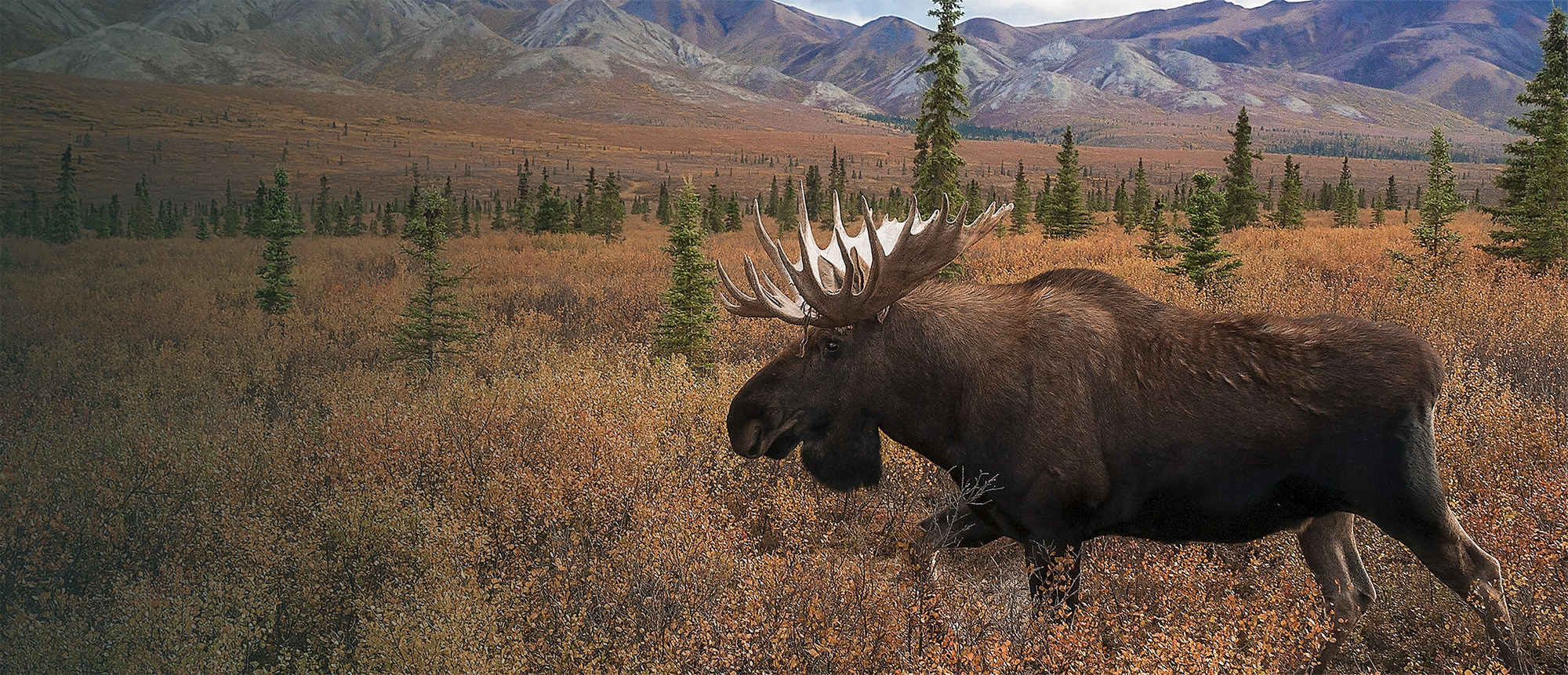 Moose crossing in front of mountains
