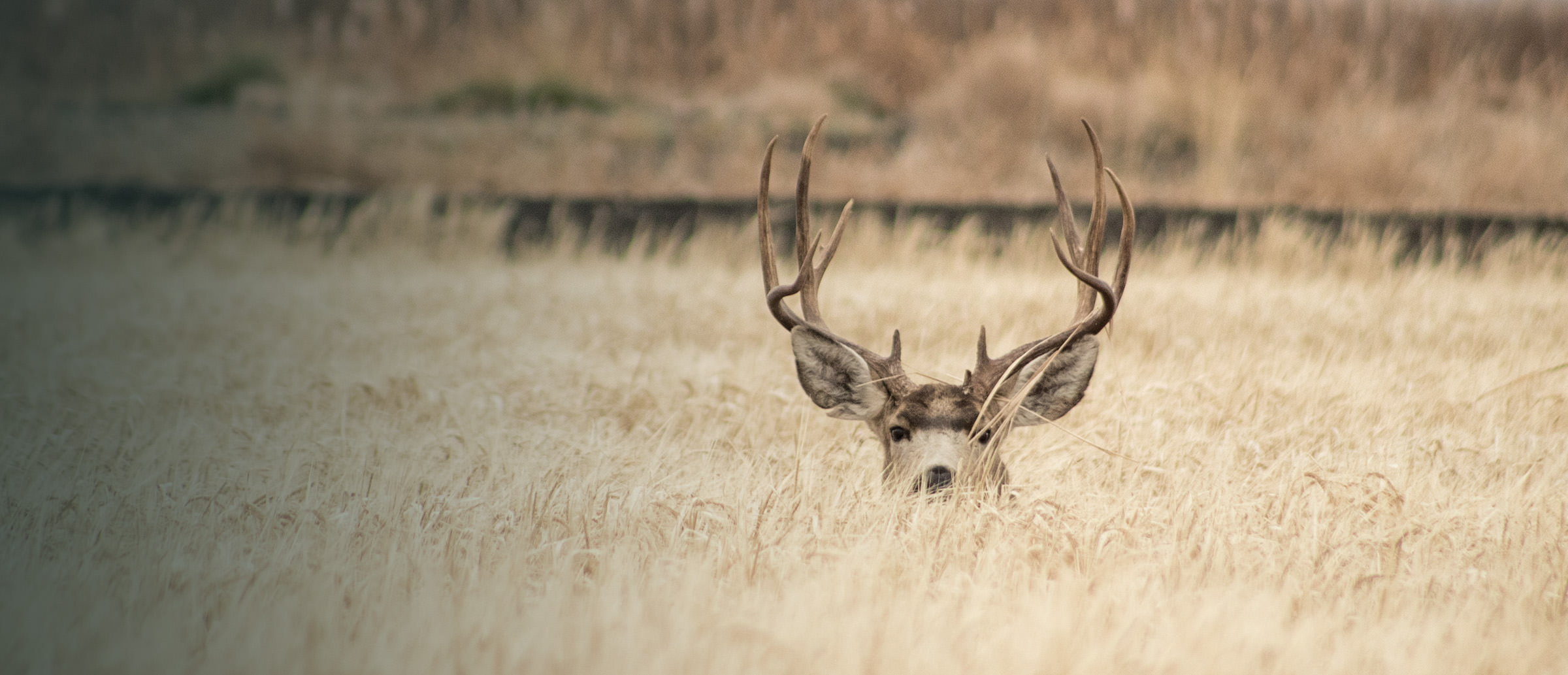 Mule deer hiding in tall grass
