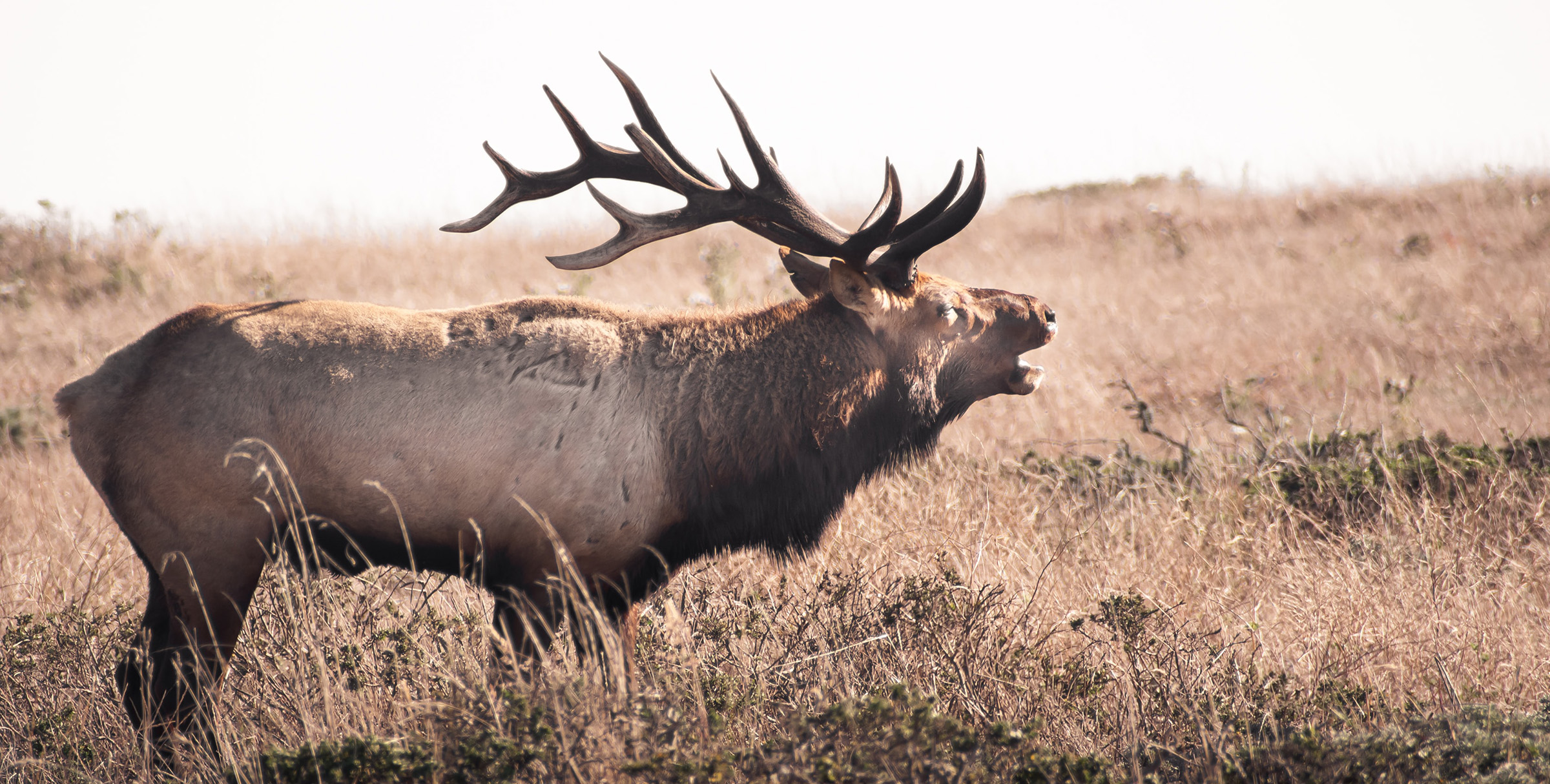 Elk Bugling