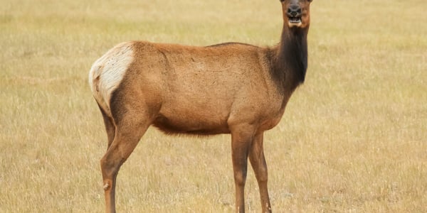 Cow Elk in Wyoming