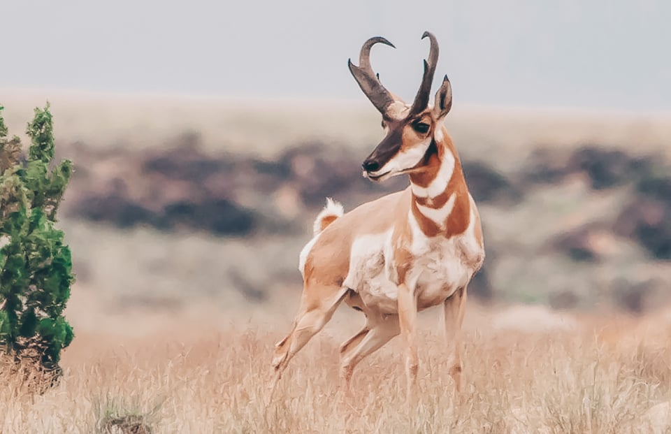 Pronghorn Antelope in Wyoming field