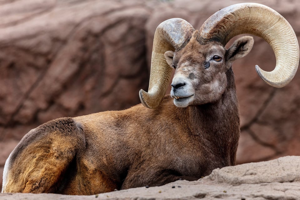 Arizona Bighorn Sheep