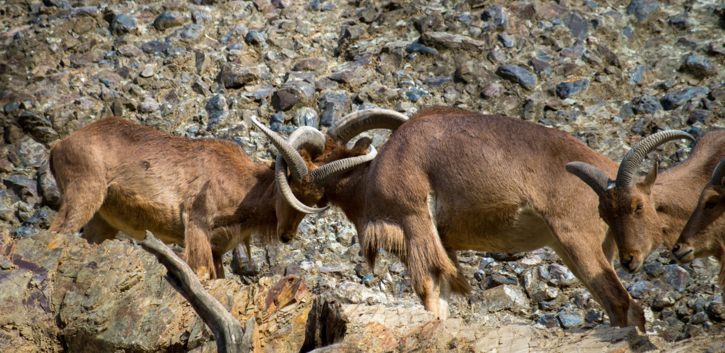 New Mexico Barbary Sheep (aoudad)