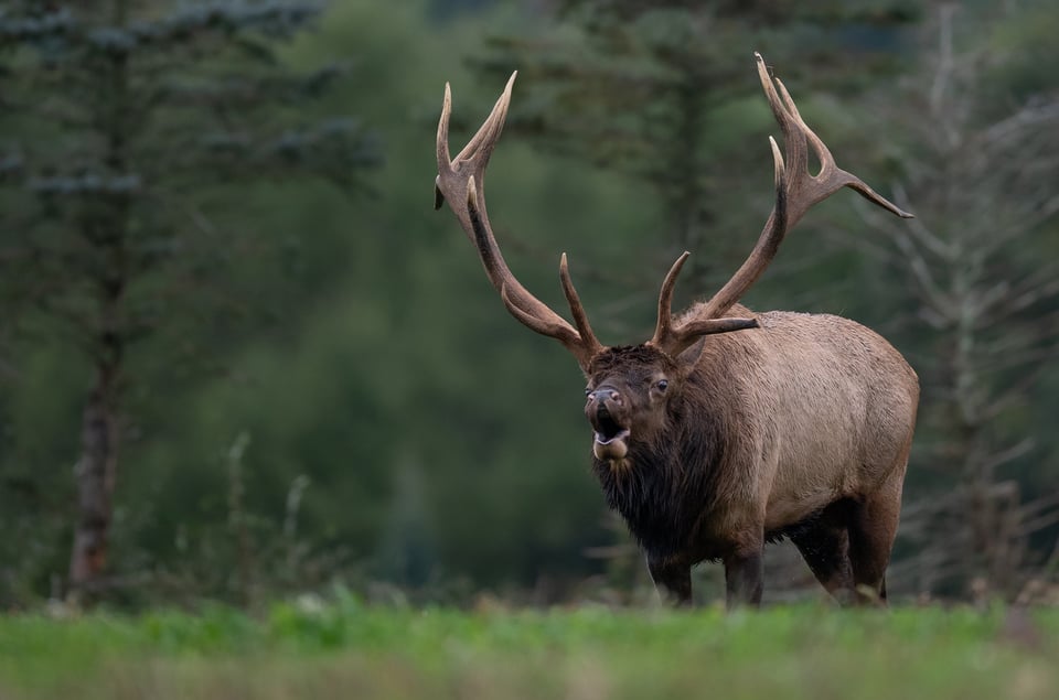 Bull elk in Arizona