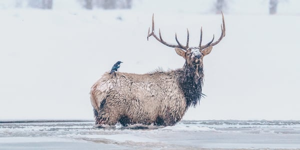 Montana Elk in Snow