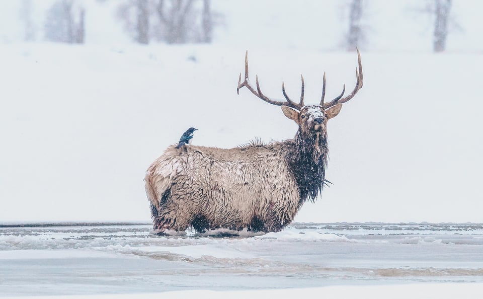 Montana Elk in Snow