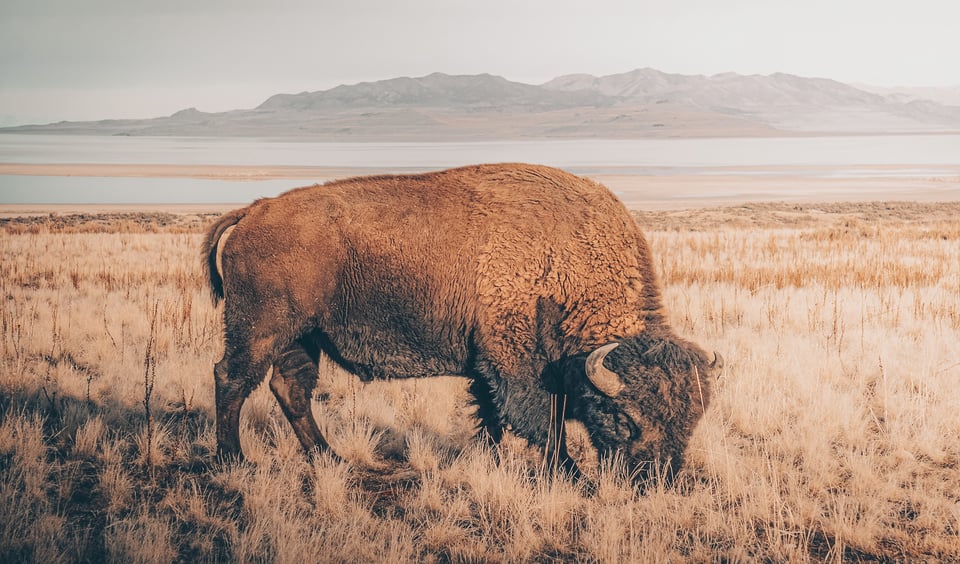 Utah Bison