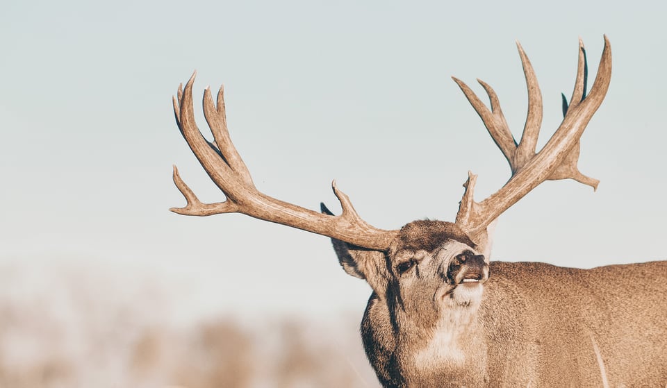 Mule Deer Hunting in Nevada