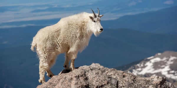 Mountain Goat