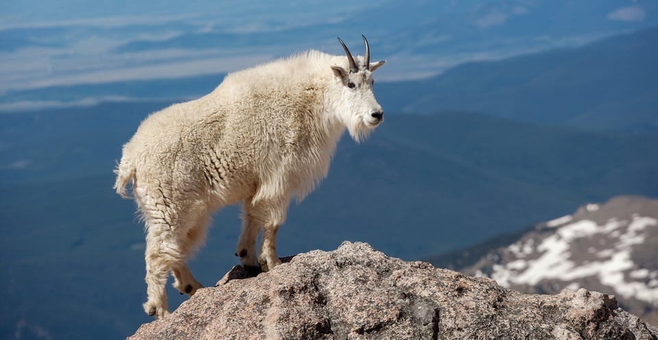 Mountain Goat