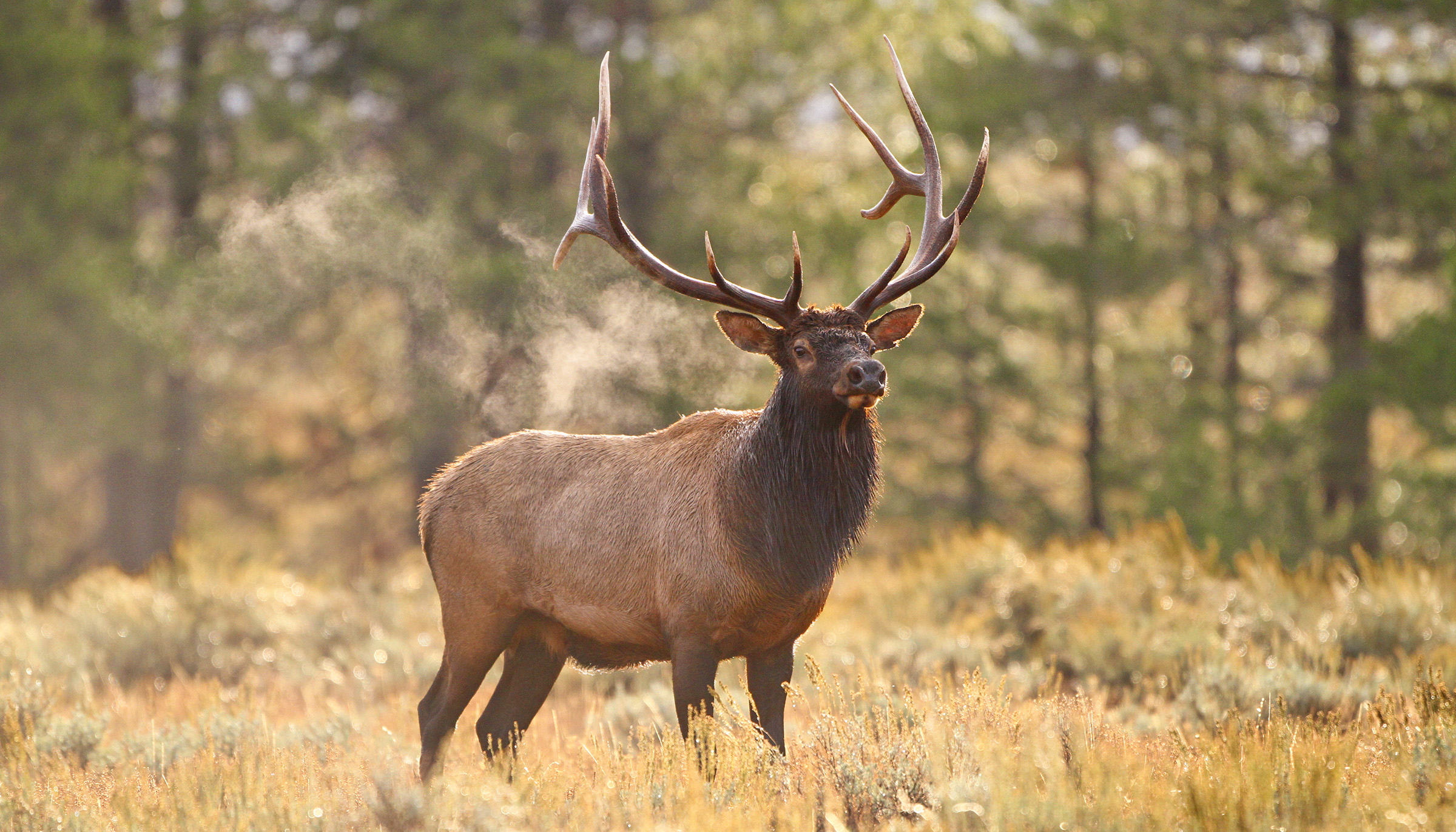 Elk in Nevada