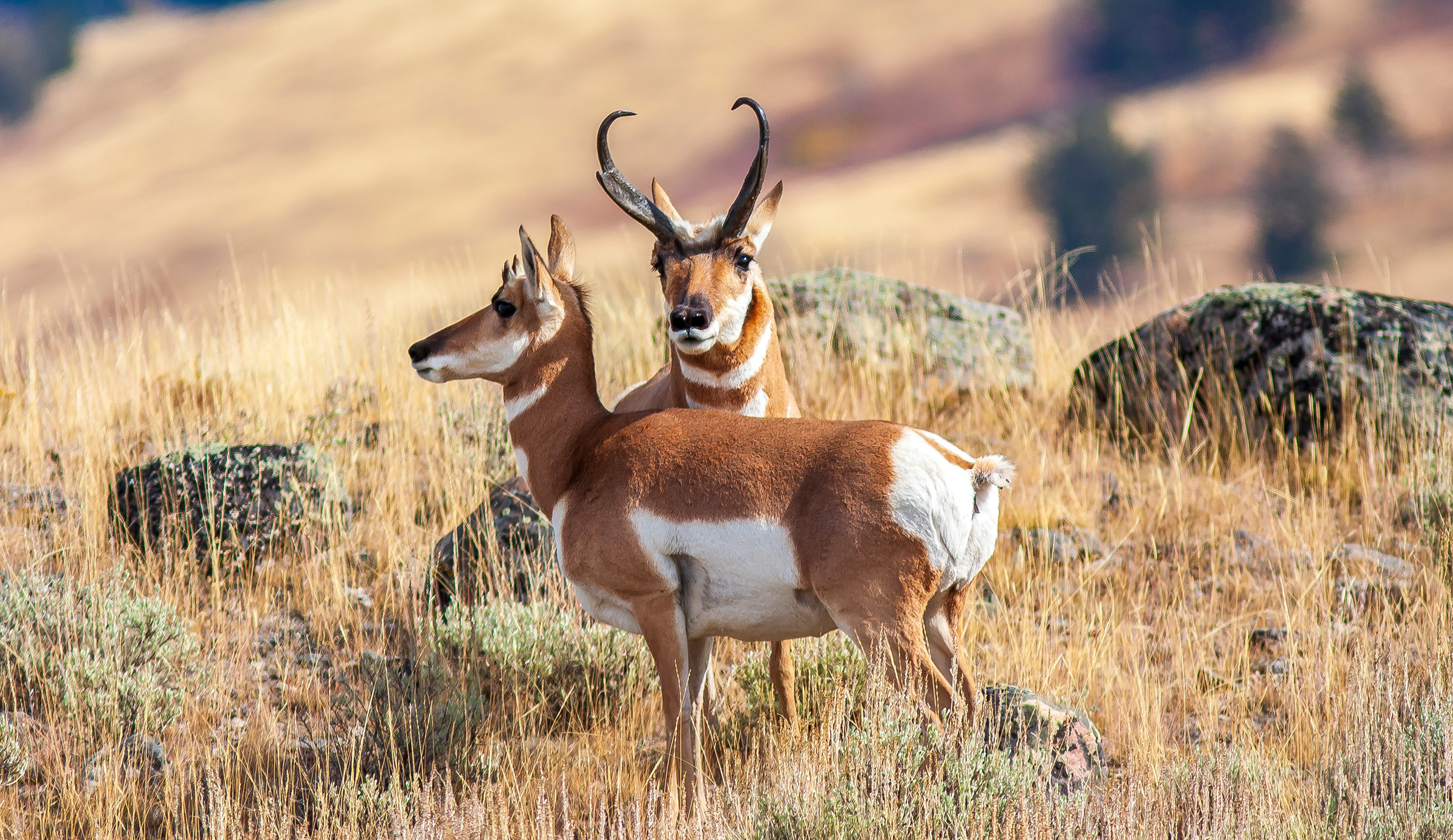 Pronghorn in Utah