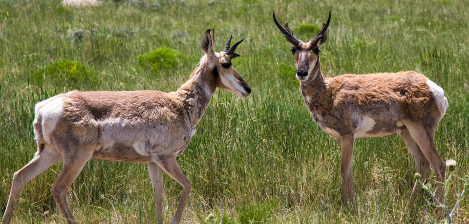 Pronghorn antelope bucks near Laramie, WY