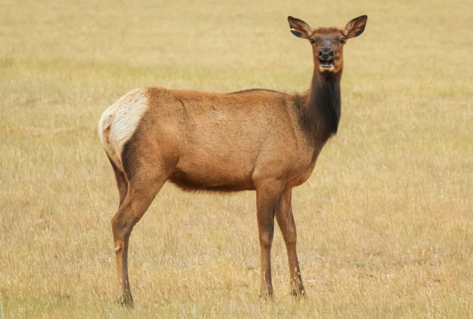 Cow Elk in Wyoming