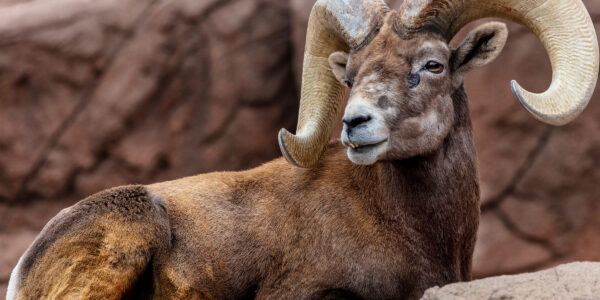 Arizona Bighorn Sheep