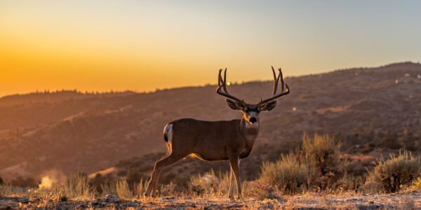 Nevada Mule Deer