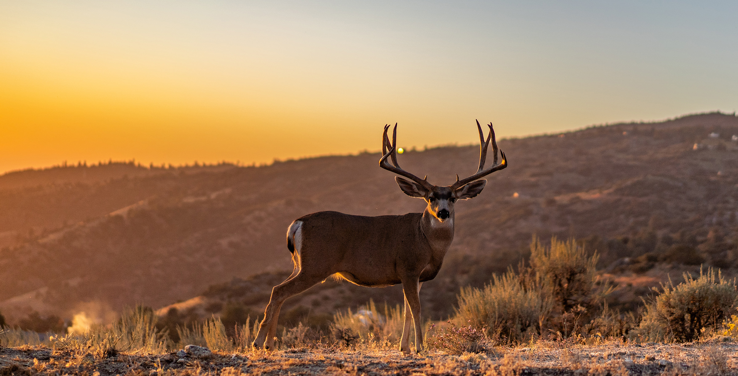 Nevada Mule Deer