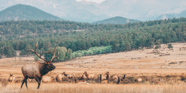 Bull and cow elk in Colorado