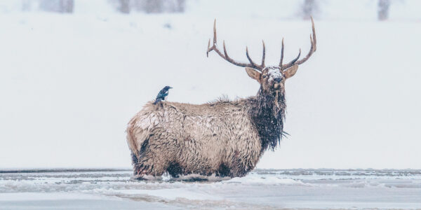 Montana Elk in Snow