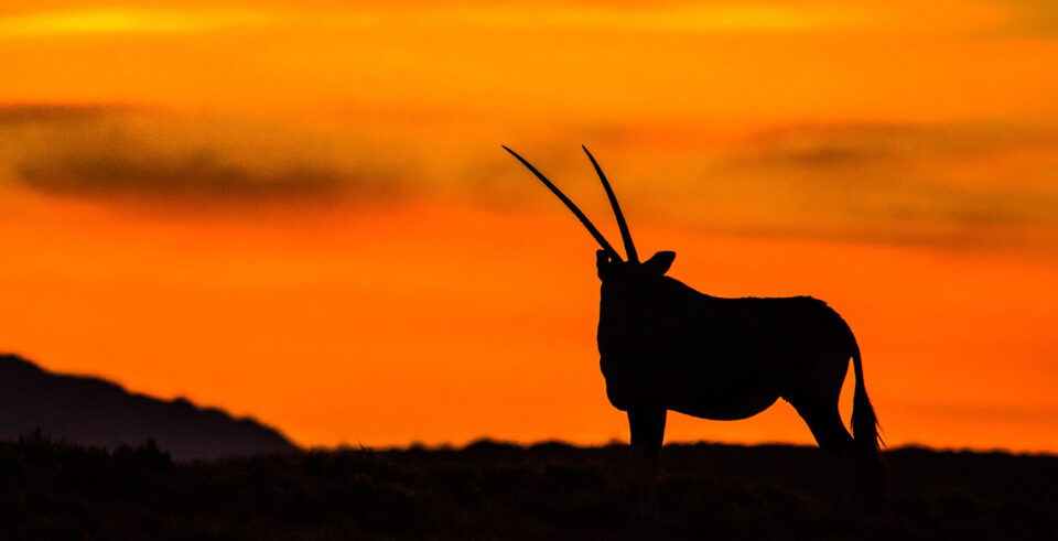 New Mexico Oryx