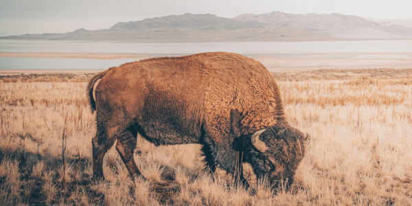 Utah Bison