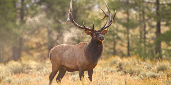 Elk in Nevada