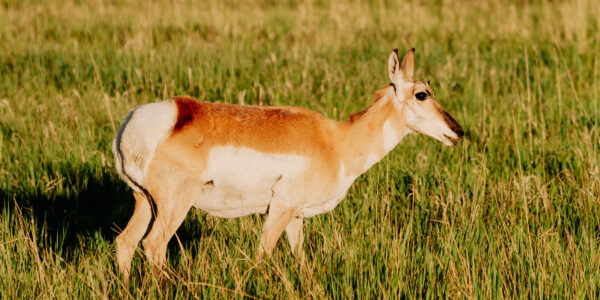 Doe antelope