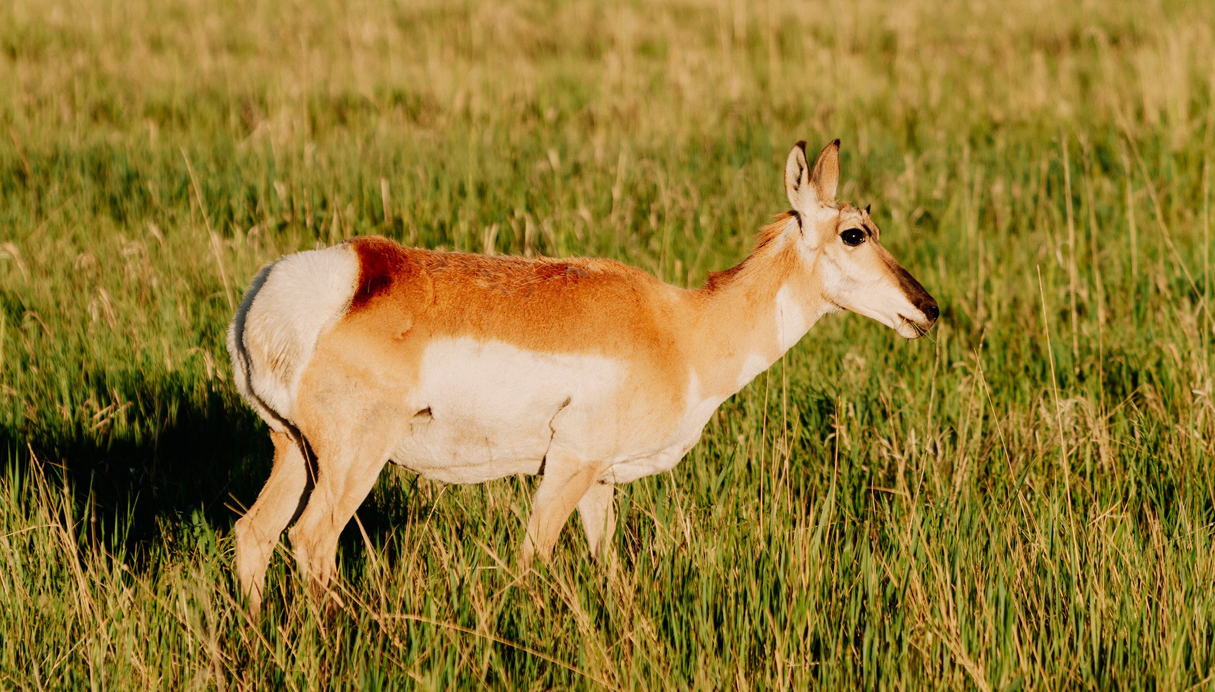 Doe antelope